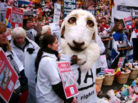 Foto: Auch von unseren Mitstreitern der anderen Tierschutzorganisationen wurden hunderte Plüschtiere mitgebracht und vor dem Parlament "aufgestapelt"